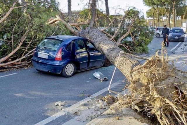 Maltempo: albero cade su auto nel Napoletano, due feriti